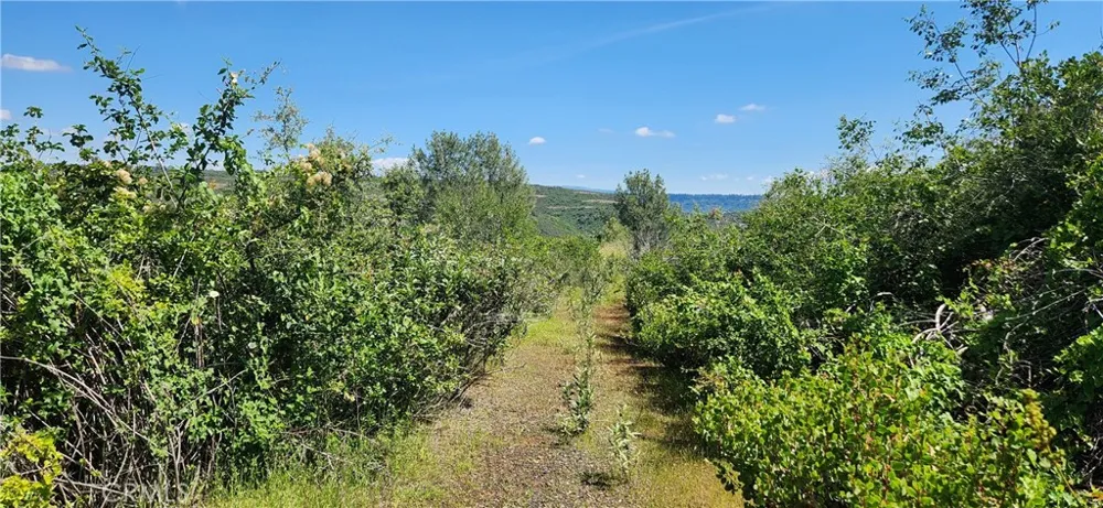 Hummer Road Forest Ranch, CA 95942