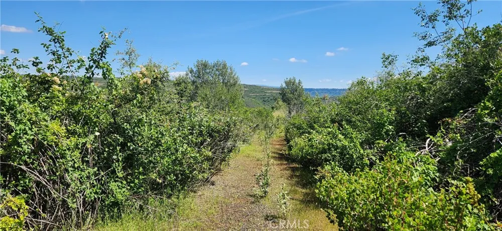 Hummer Road Forest Ranch, CA 95942
