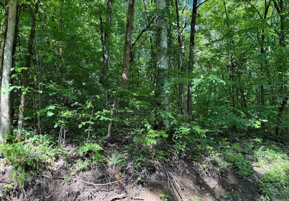 0 Spring Creek Road Cookeville, TN 38501