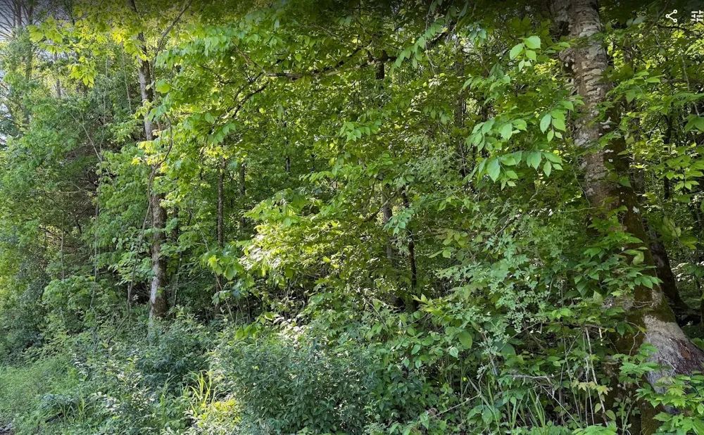 0 Spring Creek Road Cookeville, TN 38501