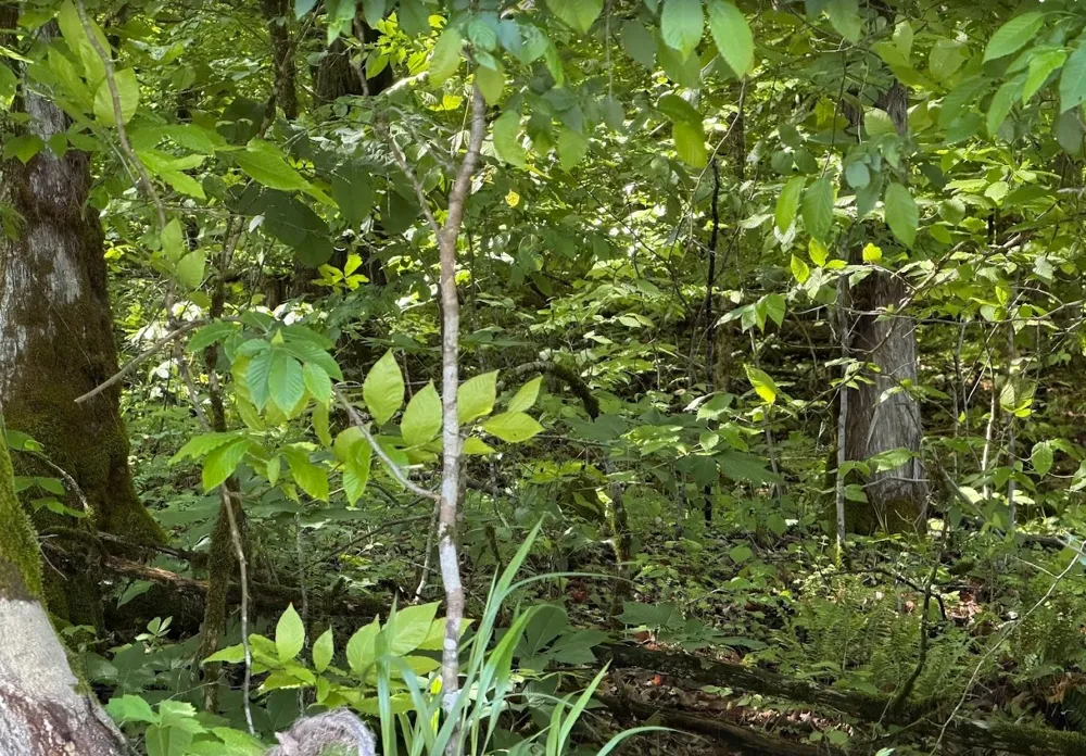 0 Spring Creek Road Cookeville, TN 38501