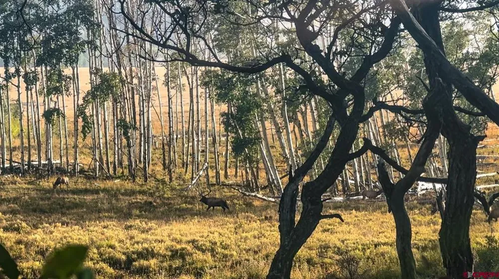 County Road M44 Placerville, CO 81423