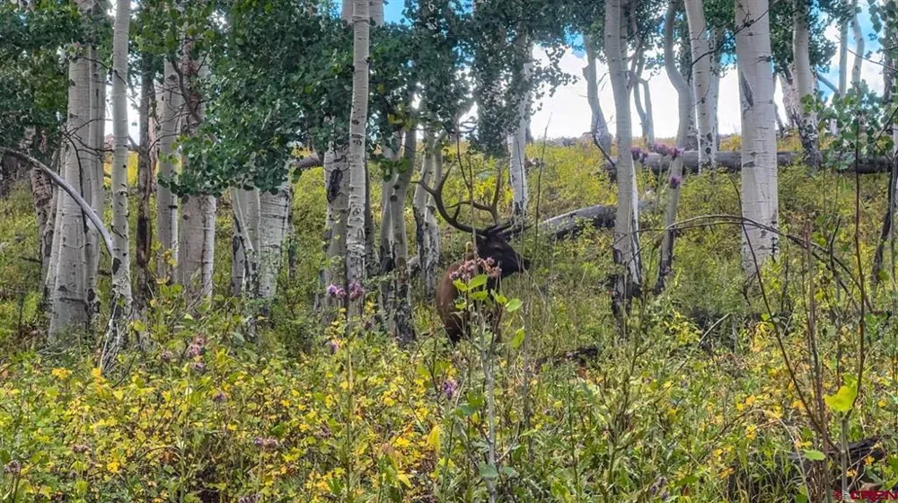 County Road M44 Placerville, CO 81423