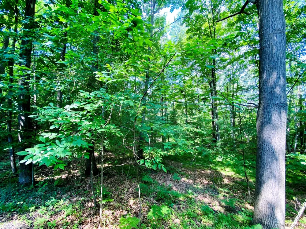 1576 Pine Knoll Lane Indianfields Township, MI 48723