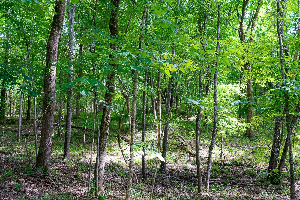 Off of Farm to Market Road 2064 Troup, TX 75789
