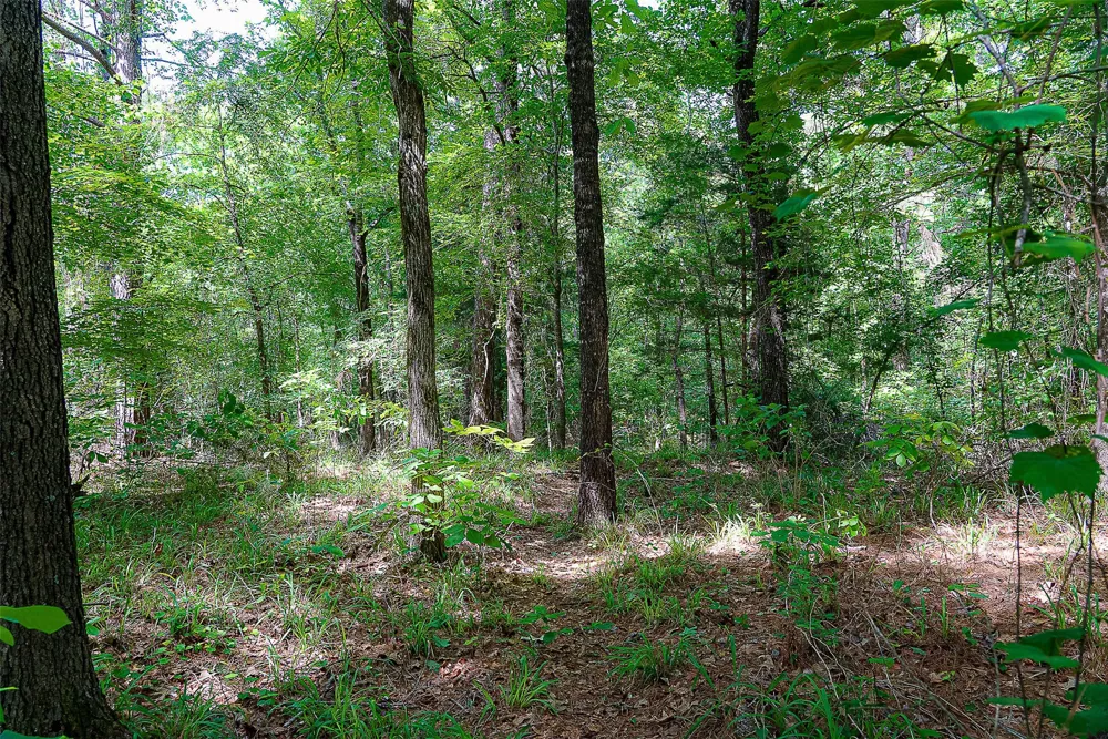 Off of Farm to Market Road 2064 Troup, TX 75789