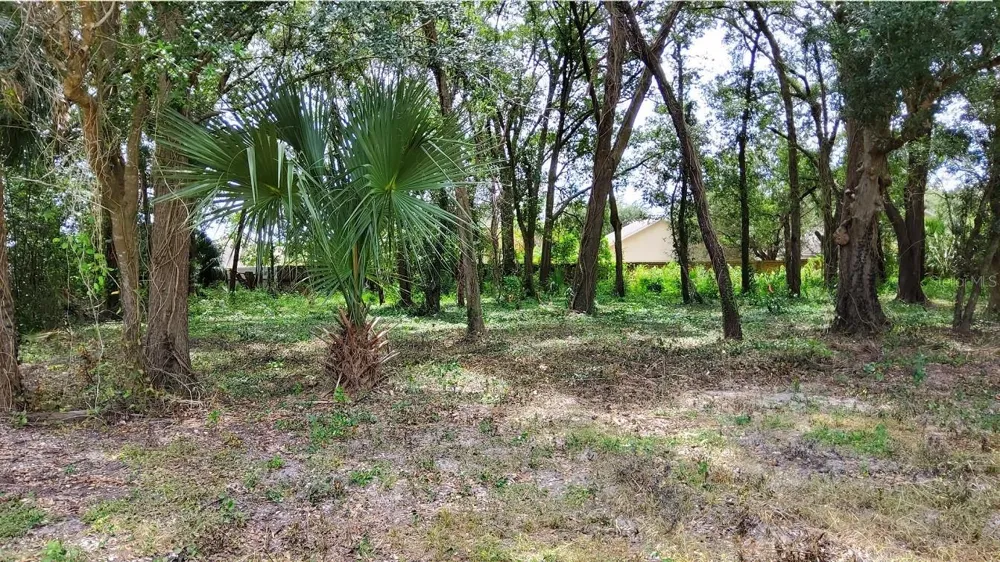 25050 ALGONQUIN AVENUE Mount Plymouth, FL 32776