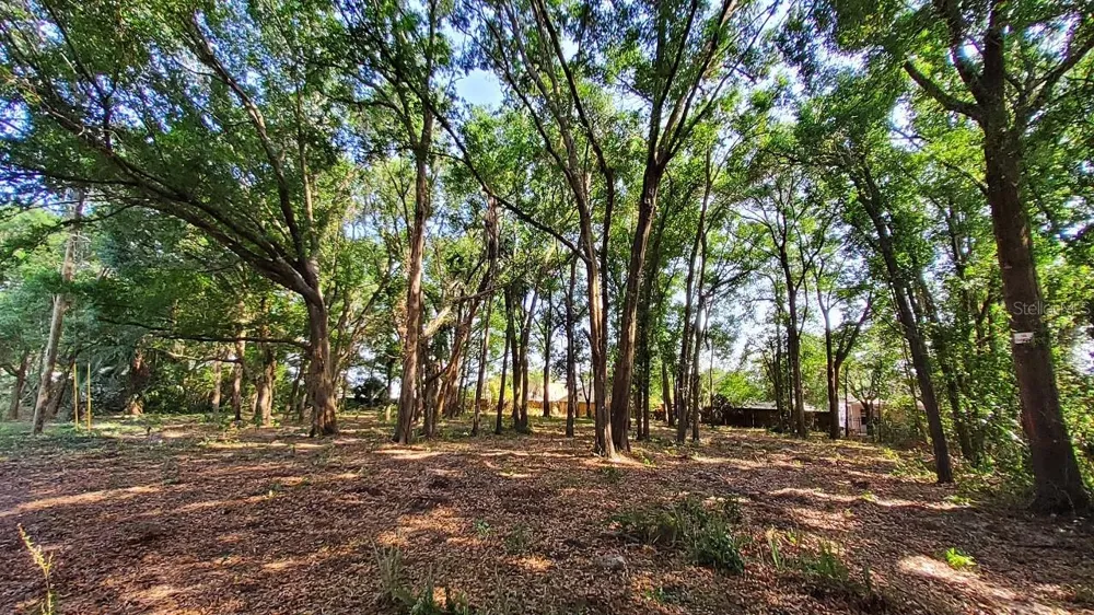 25050 ALGONQUIN AVENUE Mount Plymouth, FL 32776