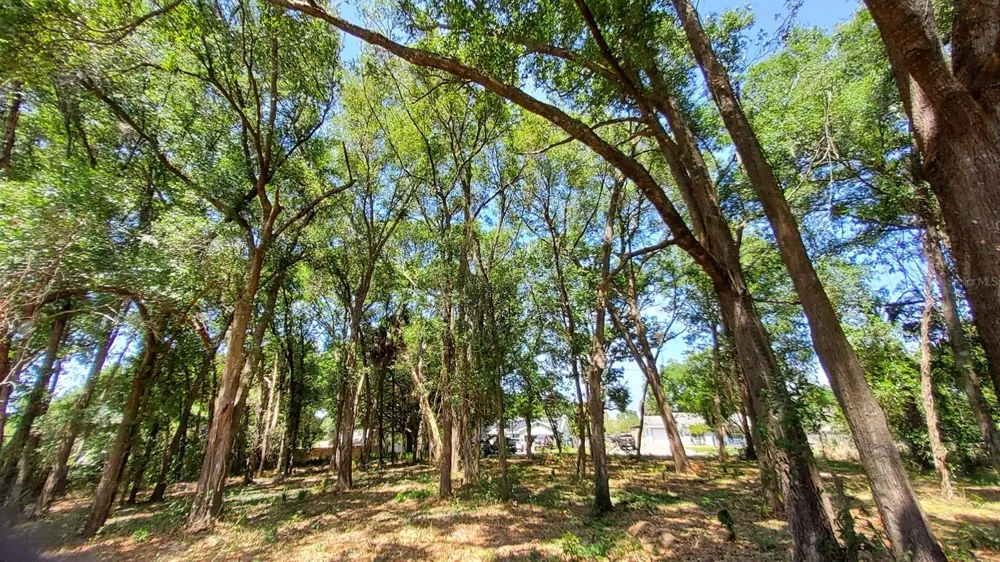 25050 ALGONQUIN AVENUE Mount Plymouth, FL 32776