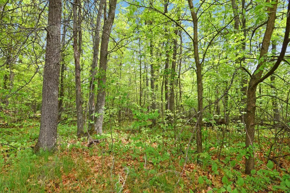 XXX Maplewood Drive East Gull Lake, MN 56401