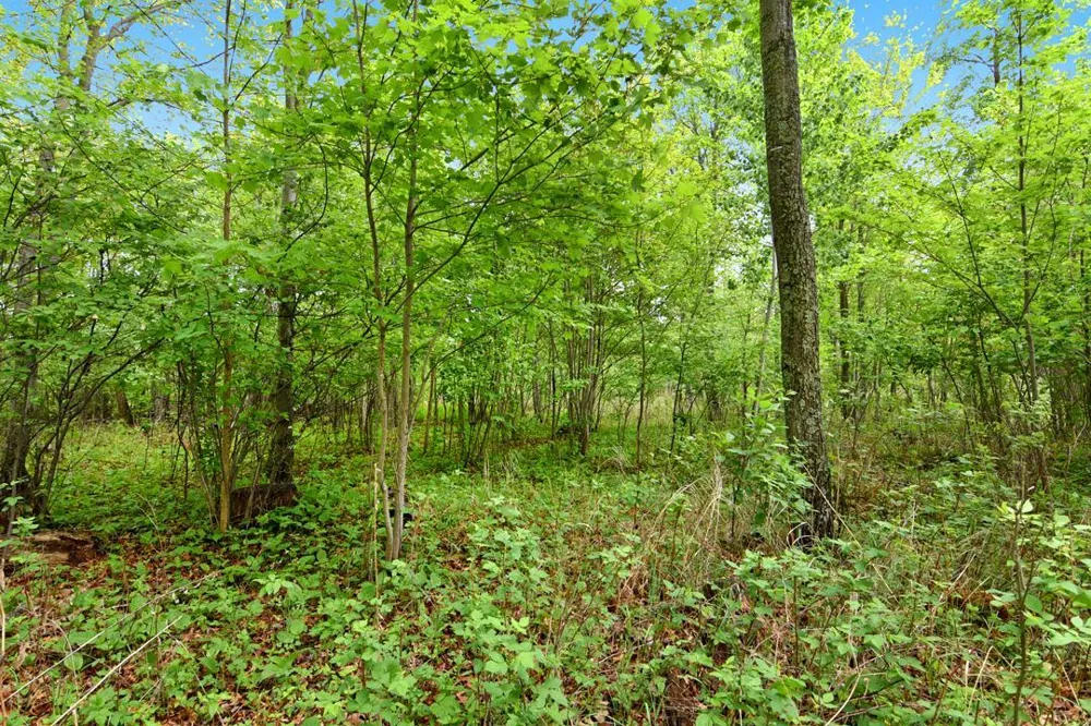 XXX Maplewood Drive East Gull Lake, MN 56401