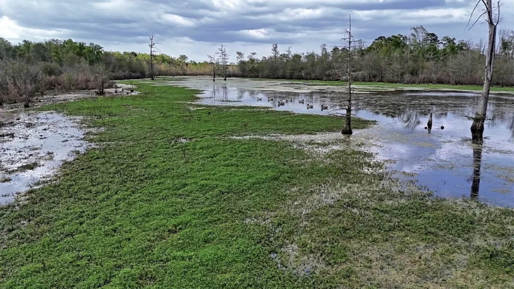 County Rd 401 Carthage, TX 75633