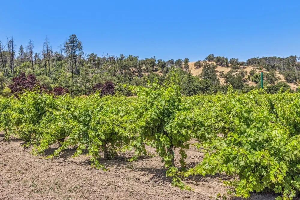 3567 State Highway 128 Calistoga, CA 94515