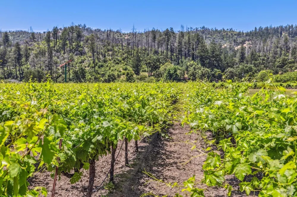 3567 State Highway 128 Calistoga, CA 94515