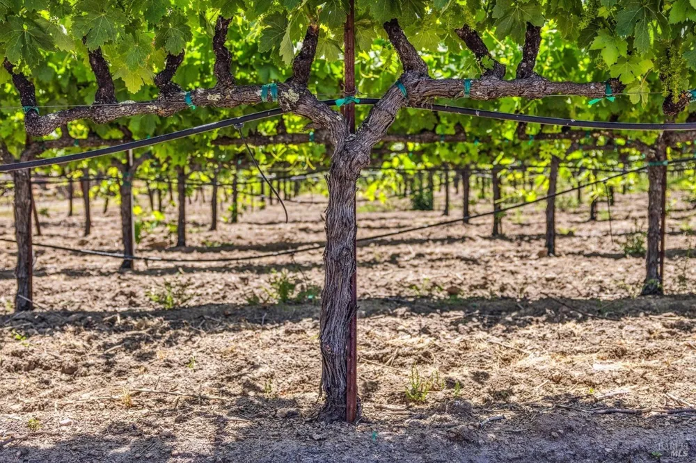3567 State Highway 128 Calistoga, CA 94515