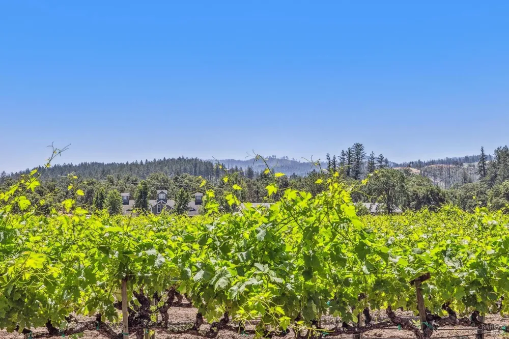 3567 State Highway 128 Calistoga, CA 94515