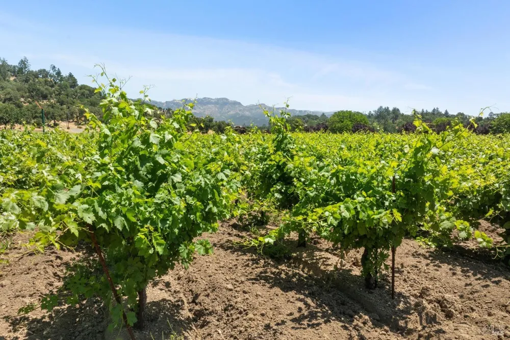 3567 State Highway 128 Calistoga, CA 94515