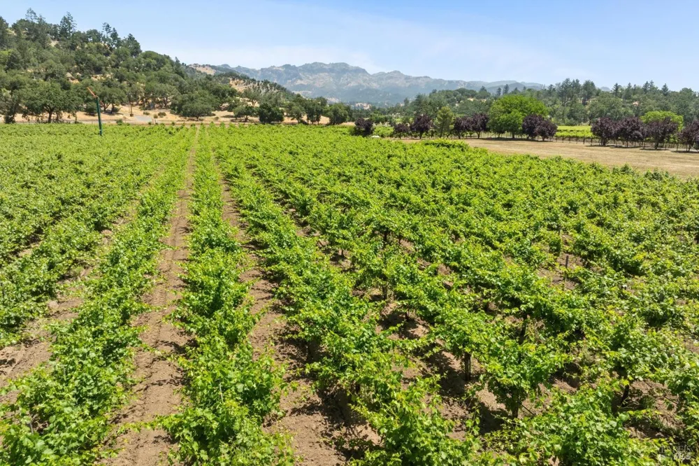 3567 State Highway 128 Calistoga, CA 94515