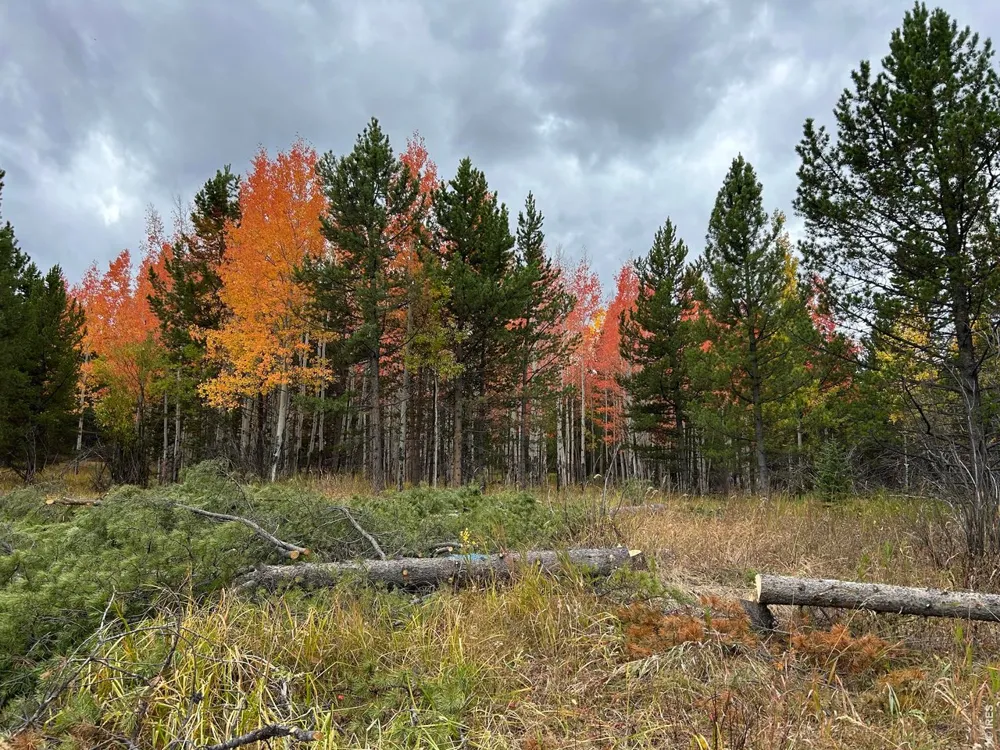 2596 Ottawa Way Red Feather Lakes, CO 80545