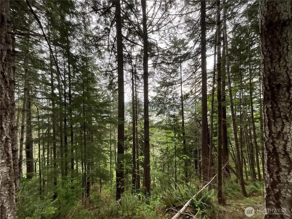 6 X N Colony Surf Drive Lilliwaup, WA 98555