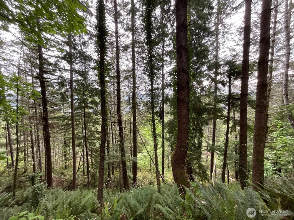 6 X N Colony Surf Drive Lilliwaup, WA 98555