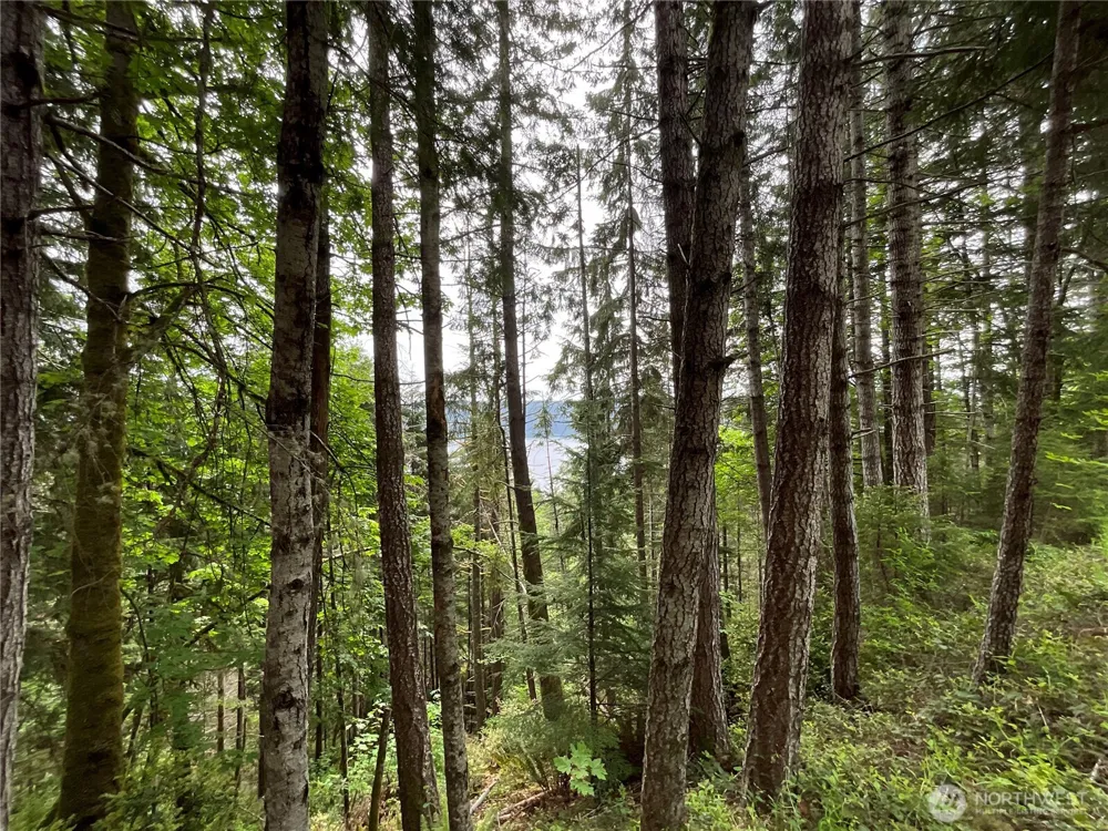 6 X N Colony Surf Drive Lilliwaup, WA 98555