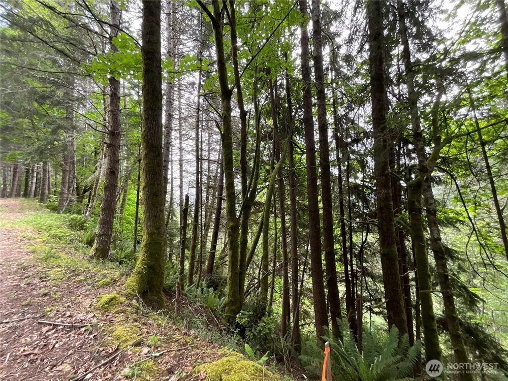 6 X N Colony Surf Drive Lilliwaup, WA 98555