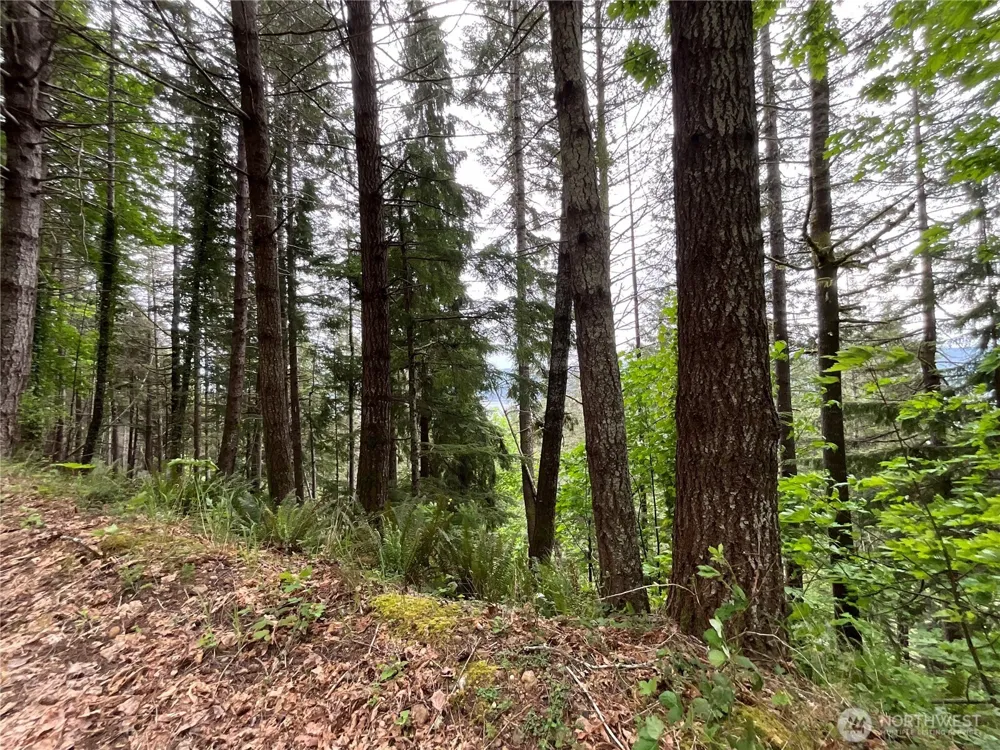 6 X N Colony Surf Drive Lilliwaup, WA 98555