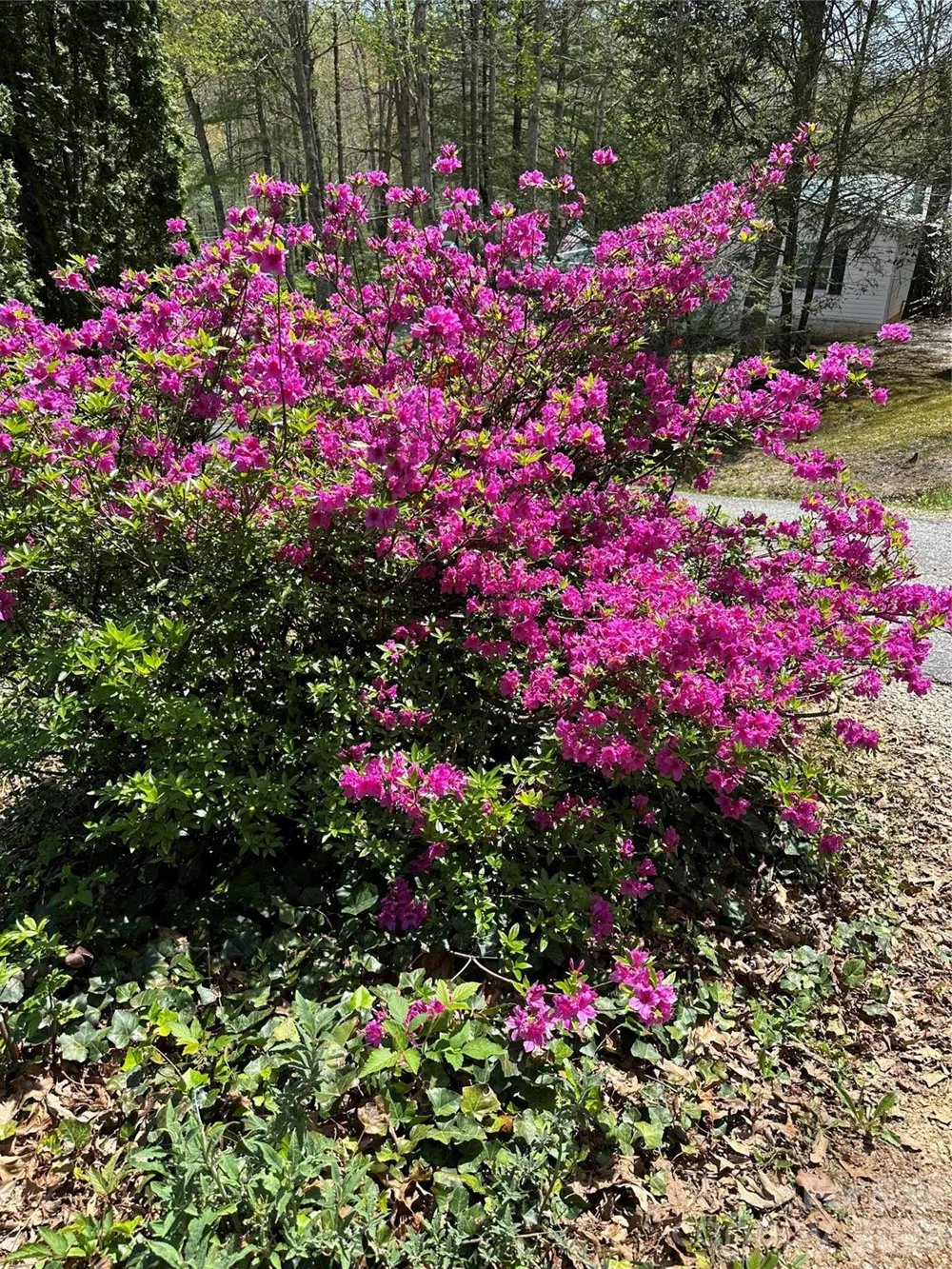 39 Lisa Court #11 Otto, NC 28763