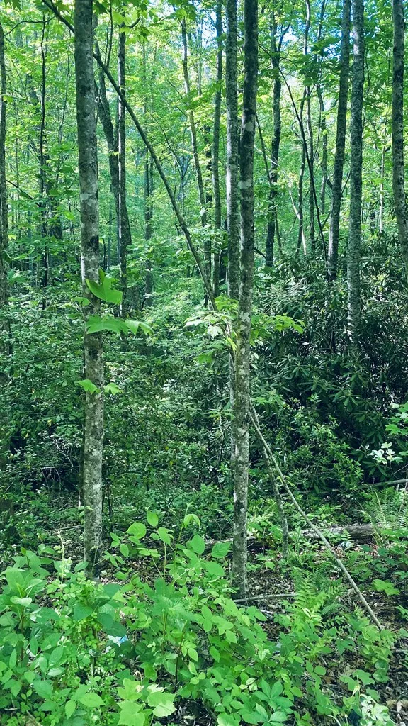 Cheek Circle Rd Sylva, NC 28779
