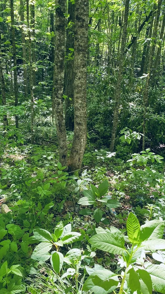 Cheek Circle Rd Sylva, NC 28779