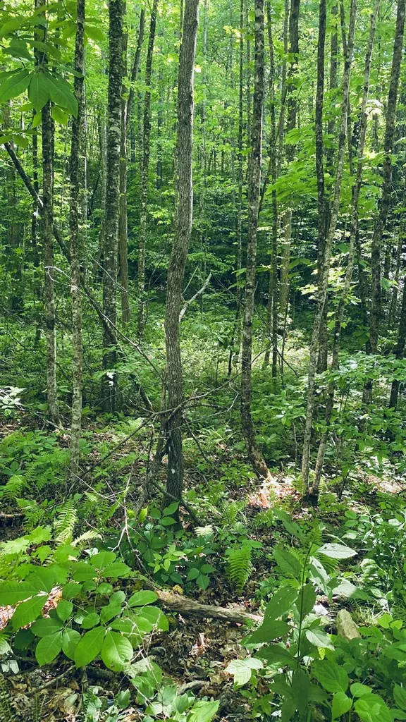Cheek Circle Rd Sylva, NC 28779