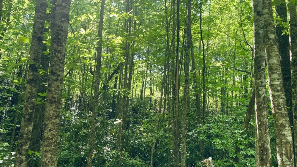 Cheek Circle Rd Sylva, NC 28779