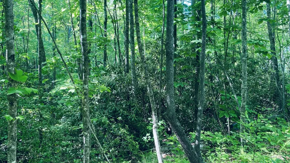 Cheek Circle Rd Sylva, NC 28779
