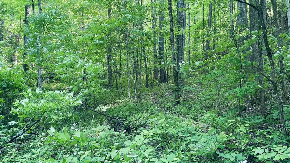 Cheek Circle Rd Sylva, NC 28779