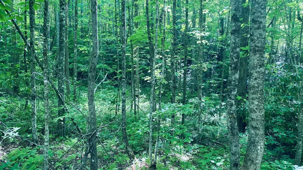Cheek Circle Rd Sylva, NC 28779