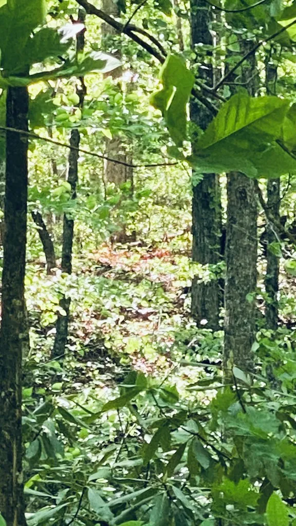 Cheek Circle Rd Sylva, NC 28779