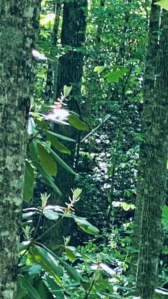 Cheek Circle Rd Sylva, NC 28779