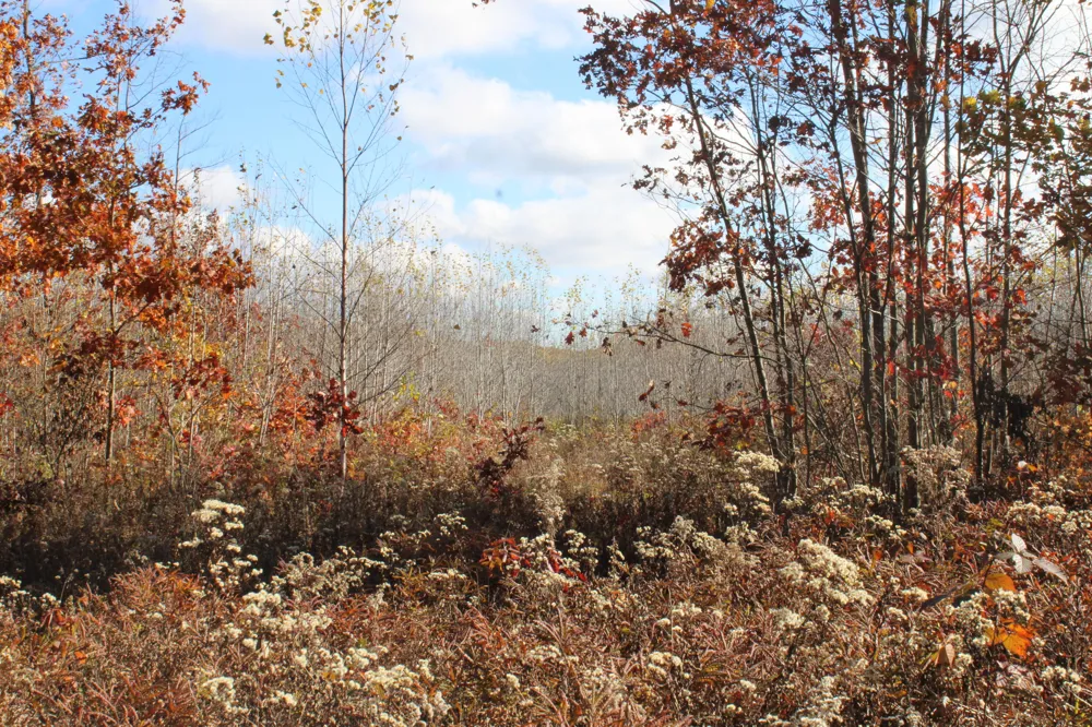 Railroad Grade Rd Harrison, MI 48625