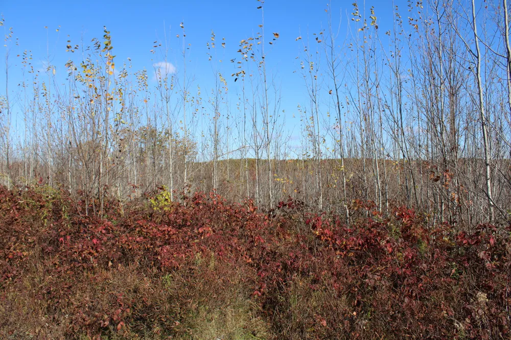 Railroad Grade Rd Harrison, MI 48625