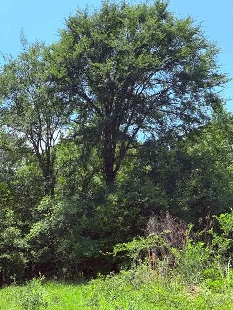County Road 3105 Chandler, TX 75758