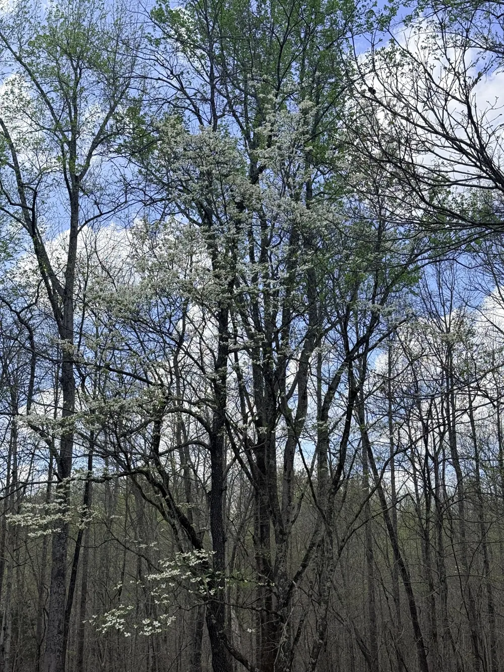 935 Sugar Tree Knob Rd Liberty, TN 37095