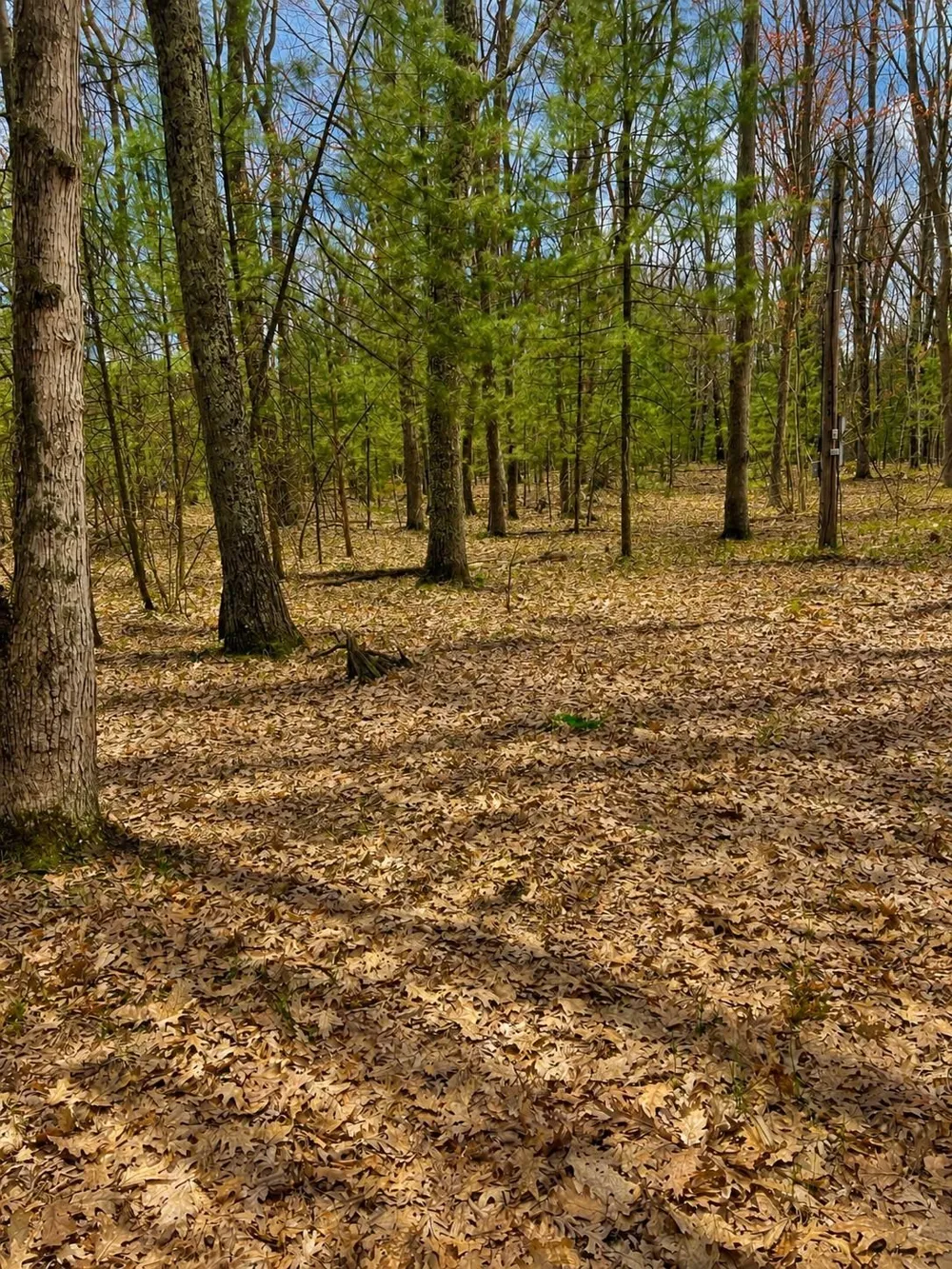 5302 Karlin Road Green Lake Township, MI 49643