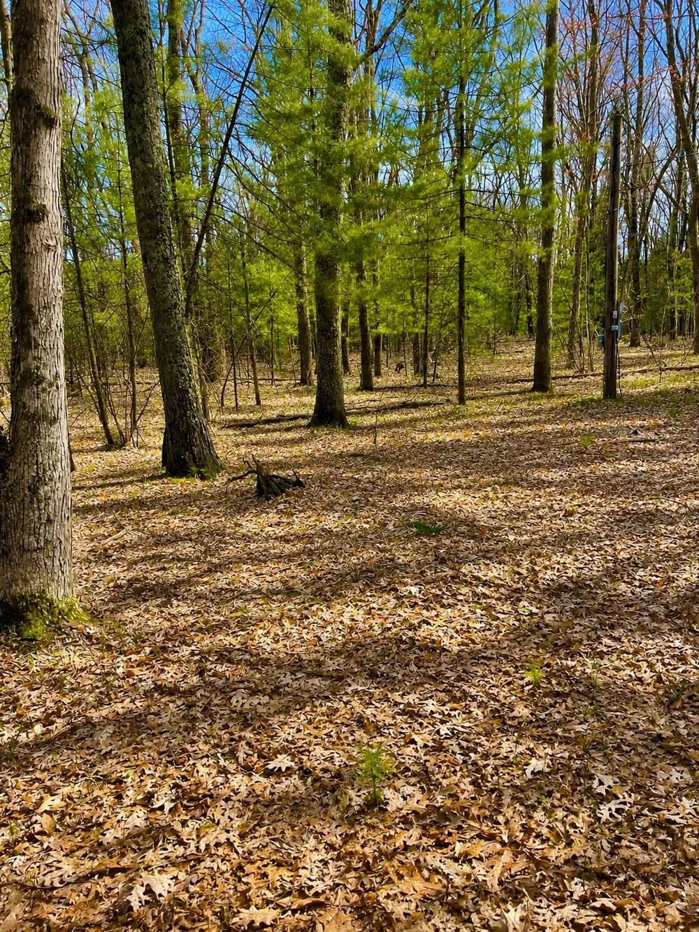 5302 Karlin Road Green Lake Township, MI 49643