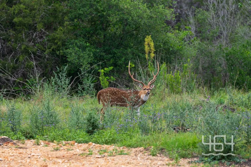Balcones Drive Johnson City, TX 78636