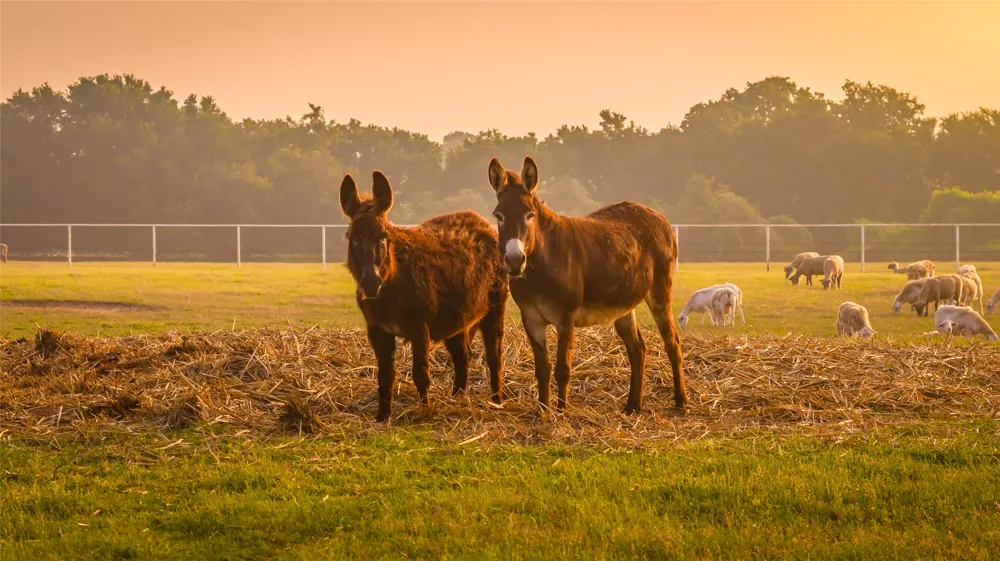 24183 S US 281 Hico, TX 76457