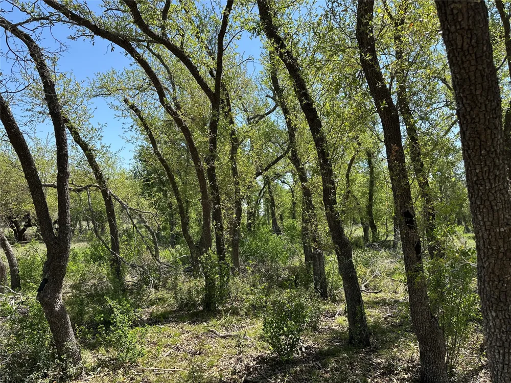 106 E Flying Owl Drive Johnson City, TX 78636