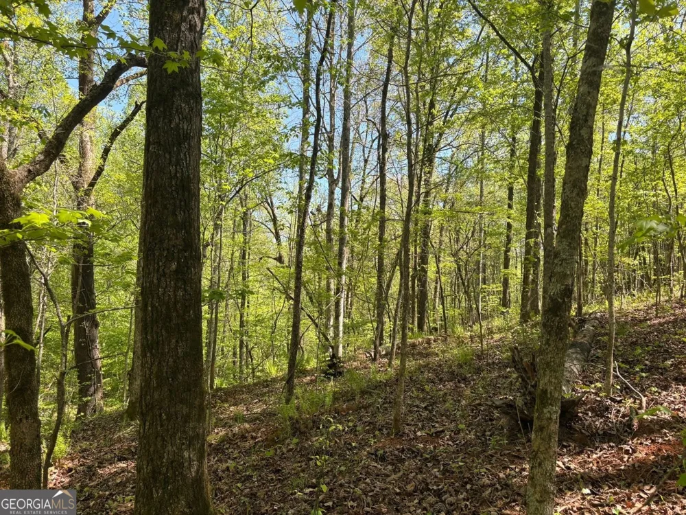 0 OFF North Taylor RD Woodland, GA 31836