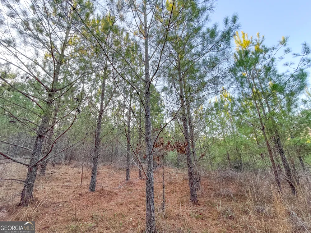 91 +/- Acres on Fosters Mill Rd. (GA Hwy 100) Cave Spring, GA 30124