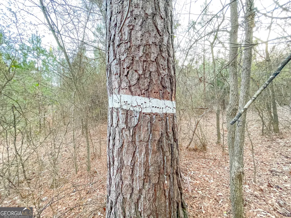 91 +/- Acres on Fosters Mill Rd. (GA Hwy 100) Cave Spring, GA 30124